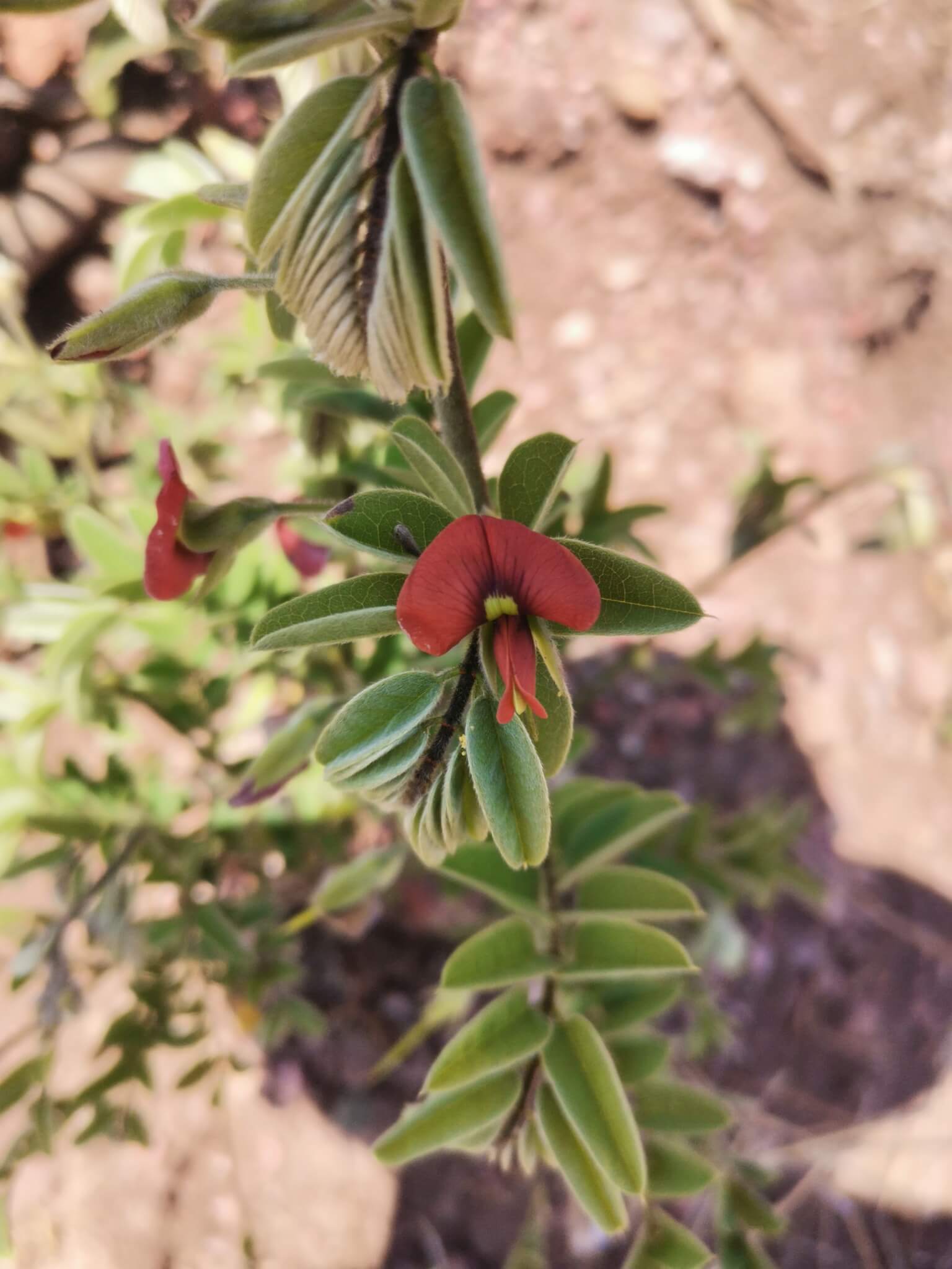 Brongniartia intermedia 